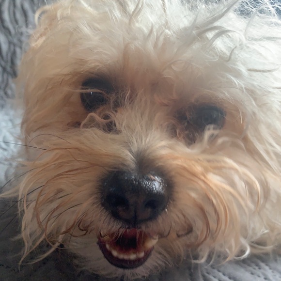 Meet your Posher, Sabrina - Picture 1 of 1